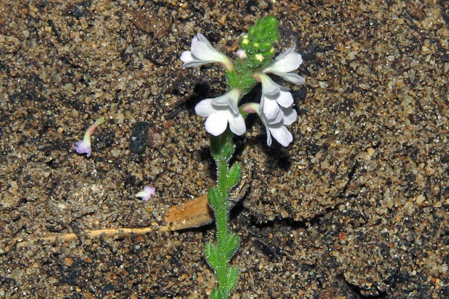 Sardegna - Verbena officinalis